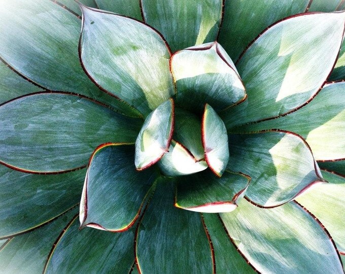 Delicate Succulent. Extra Large Green Succulent Canvas Art Print up to 72" by Irena Orlov