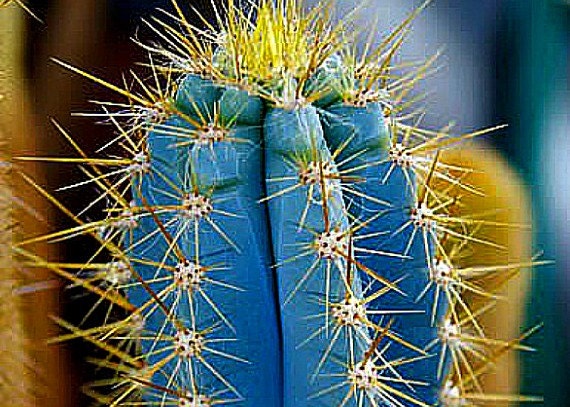 Pilosocereus azureus Blue Torch Cactus 10 seeds night