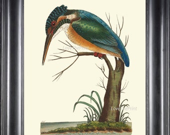 Bird Print Art NOD167 Beautiful Antique Blue Woodpecker Colored Illustration Decoration Wall Hanging Home Room Decor Forest Nature