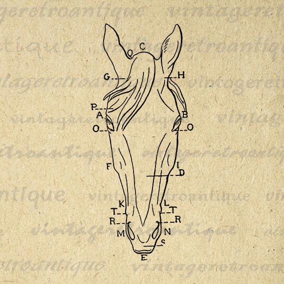 Horse Head Diagram Printable Graphic Image by VintageRetroAntique