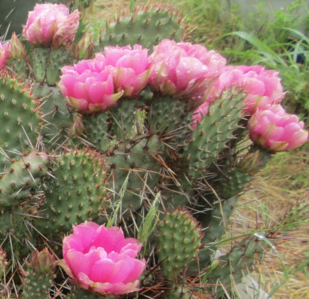 Winter Hardy Prickly Pear Opuntia Cactus Large Ruffled Pinkish