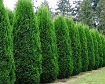 Little Giant Dwarf Arborvitae Thuja Live Plant Trade