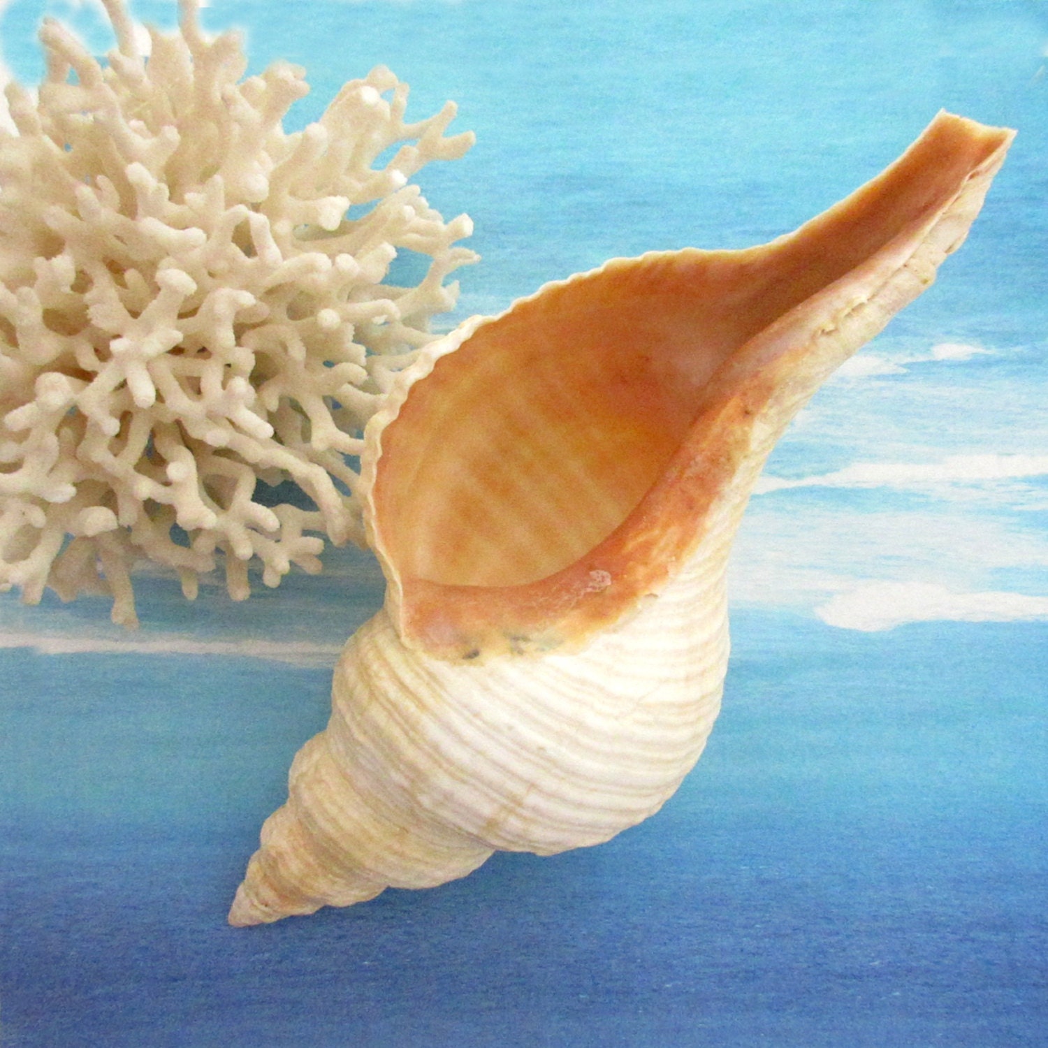 Horse Conch Shell 10.5 in. Florida Horse Conch Seashell