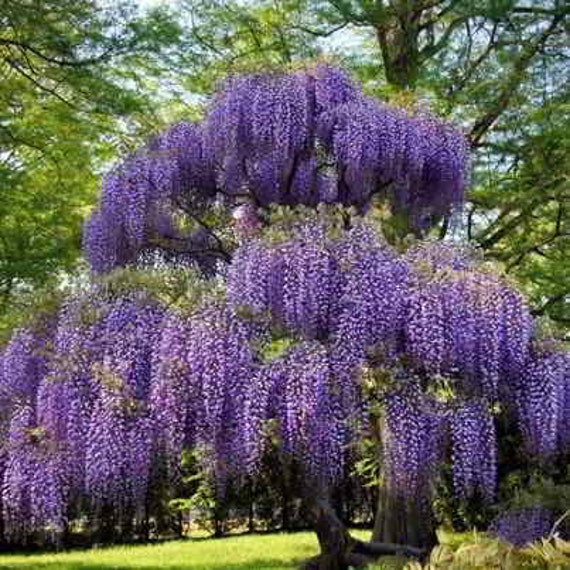 downrightnatural Purple Passion Lavender Paulownia