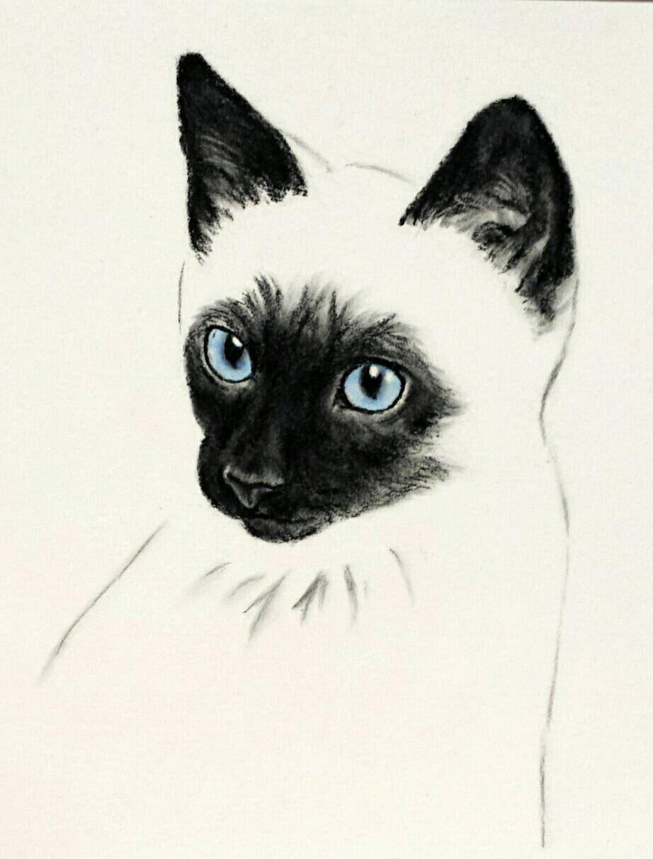 Cat with blue eyes Siamese Cat Sketch Charcoal Cat Drawing