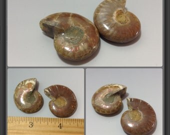 2 Opalized Ammonites from South Madagascar