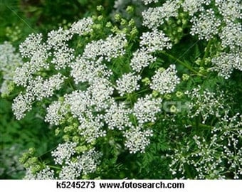 Queen Anne's Lace- 500 Seeds