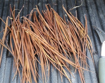12 Dogbane Seed PODS, Indian Hemp, Apocynum cannabinum, Natural Cordage Fiber, String, Twine, Line Making Craft, Gardening, Medicinal