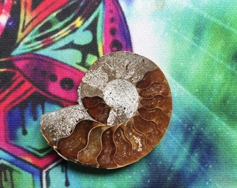Single Ammonite Slice