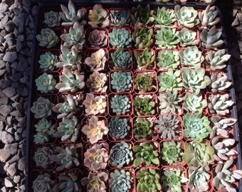 Succulent plant favors, this listing is for 80 beautiful succulents in 2 inch pots. Great for weddings, parties or container gardens.