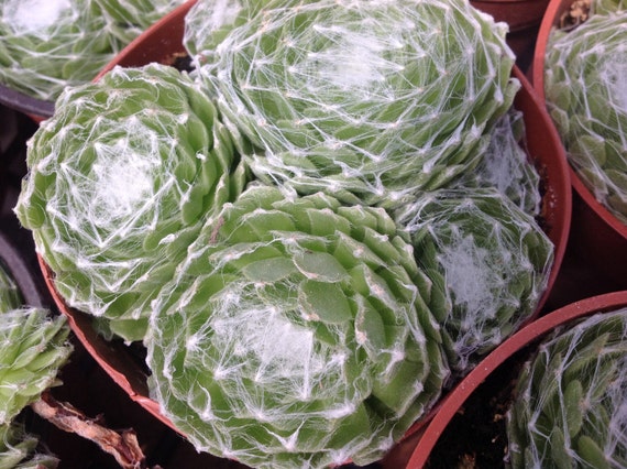 Succulent plant Cobweb Sempervivum arachnoideum Sempervivum