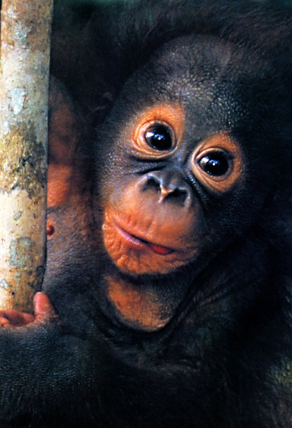 Baby Orangutan Poster  Orangutang in the Rainforest Animals