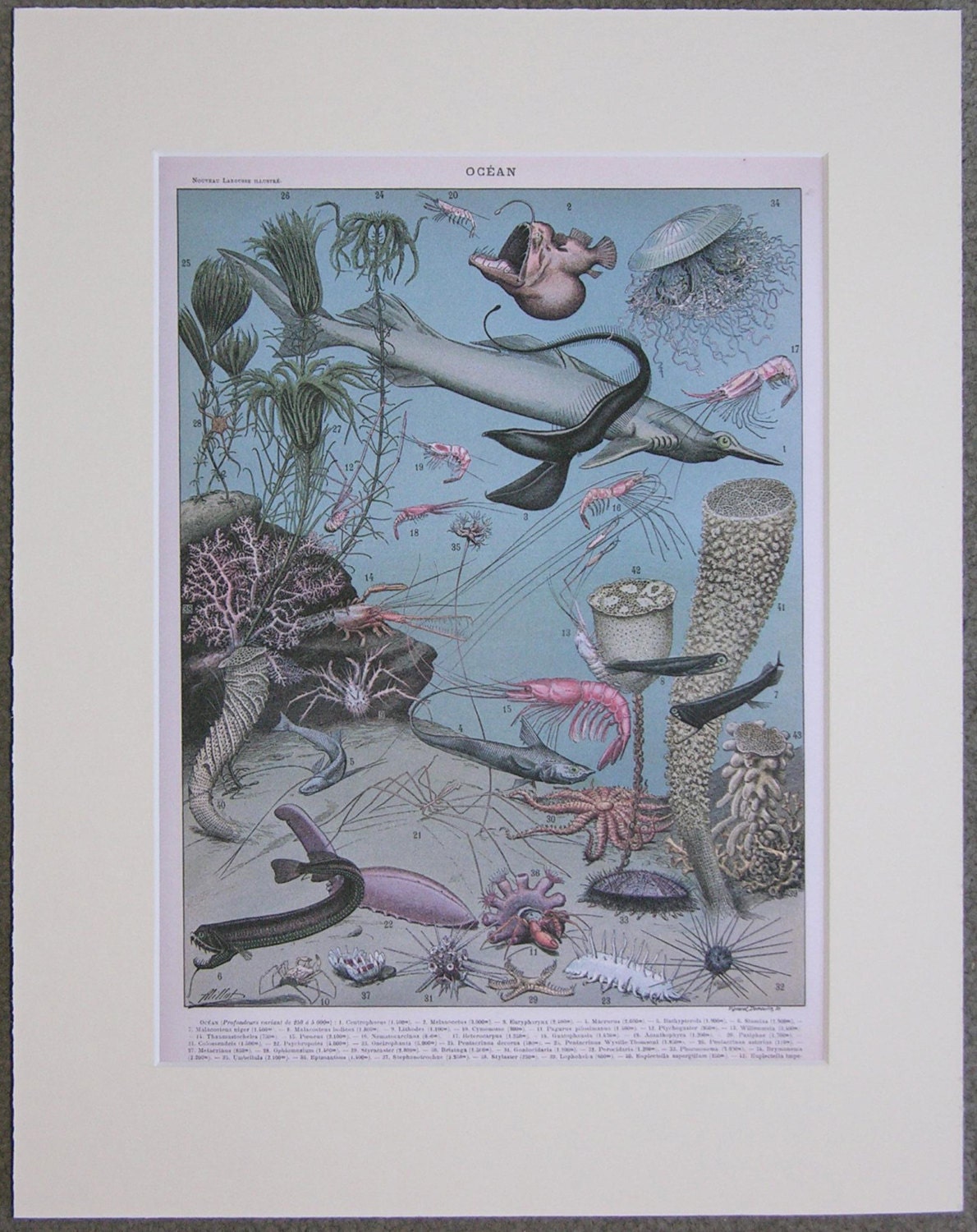 Vintage Sea Life Matted Print 8.5 x 10.5 print