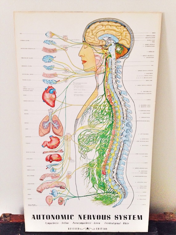 Autonomic Nervous System Poster Chart / Anatomy Medical Art