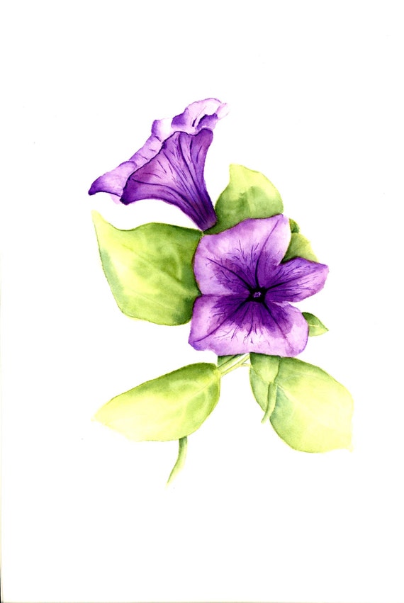 Beautiful Petunia Watercolour Painting Fine Art Prints