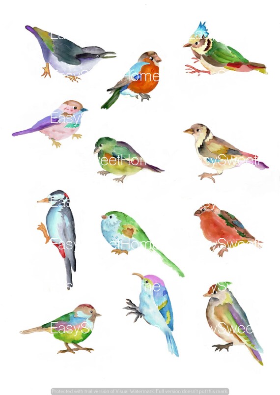 Colorful Birds Watercolor Hand-Painted Decals - 12 Delicate Designed ...