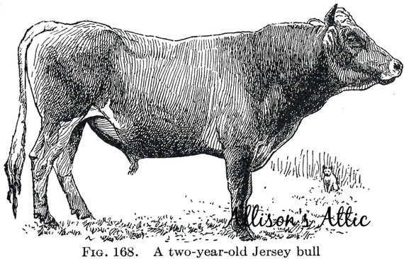 jersey cow clip art free - photo #36