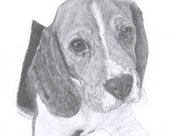 BEAGLE dog Limited Edition art drawing print signed by UK artist