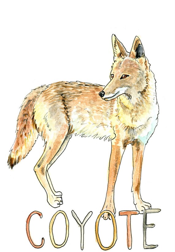Items similar to Coyote Watercolor Sketch Art Print 5 x 7, 8 x 10, and