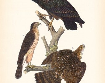 1890 Audubon Bird Print 1890 Audubon Bird Print