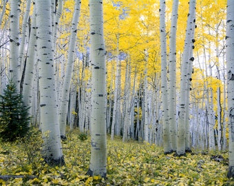 Fall lake photo Colorado art Twin Lakes photo fall decor