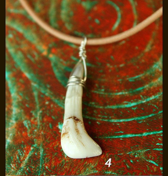 Saleelk Tooth Incisor - Silver Wire Wrapped Natural Animal Teeth For 