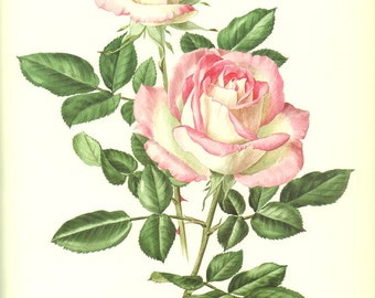 1962 Vintage Red Rose print Vintage floral illustration