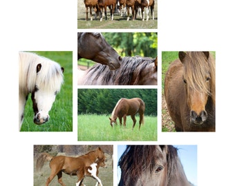Horse Cards ~ Horse Note Card Set ~ Gift for Horse Lover ~ 5 x 7 Equine Art, Horse Photography, Pony, Horse Stationery, Thank you, Birthday