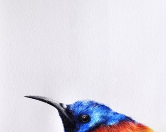 drawing bird colored pencil cute inch realistic sunbird 8x11 rainbow robin