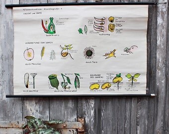 Vintage pull down chart flowers seeds botanical school chart biological map 60s