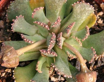 Aloinopsis Malherbei - 10 Seeds - Giant Jewel plant Mesembryanthemum