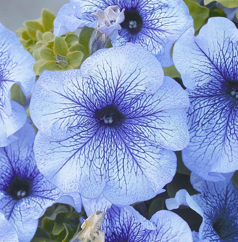 Flower Seeds For Sale Petunia Seeds Tritunia Blue Veined 1000