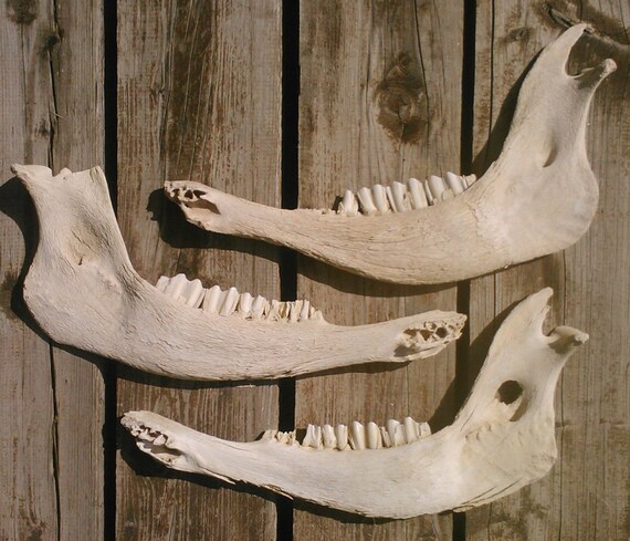 All-Natural Weathered Bison Jaw Bones by ElkCountryLDhaseleer