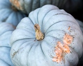 Pumpkin, Pumpkin Photography, Blue Pumpkin, Harvest, Autumn Wall Decor, Fall Wall Art, Kitchen Art, Rustic Art, Country Chic, Pale Blue Pumpkin, Pumpkin Photography, Blue Pumpkin, Harvest, Autumn Wall Decor, Fall Wall Art, Kitchen Art, Rustic Art, Country Chic, Pale Blue
