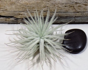 Tectorum Ecuador - Rare Tillandsia Air Plant - Tropical Terrarium Houseplant