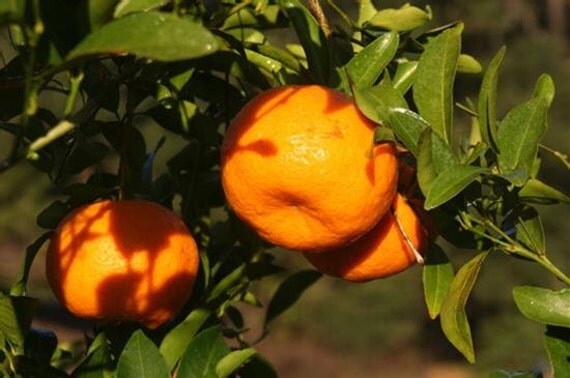tangerine tree varieties