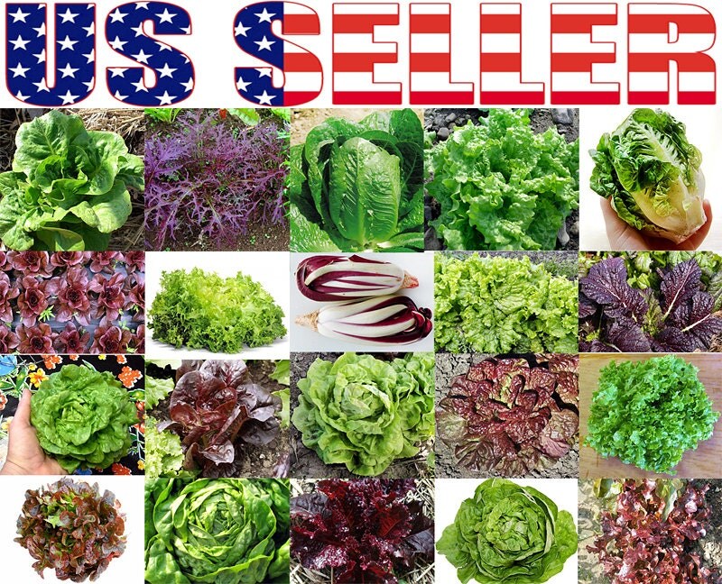 Lettuce Types Names   Il Fullxfull.840527554 7po8 