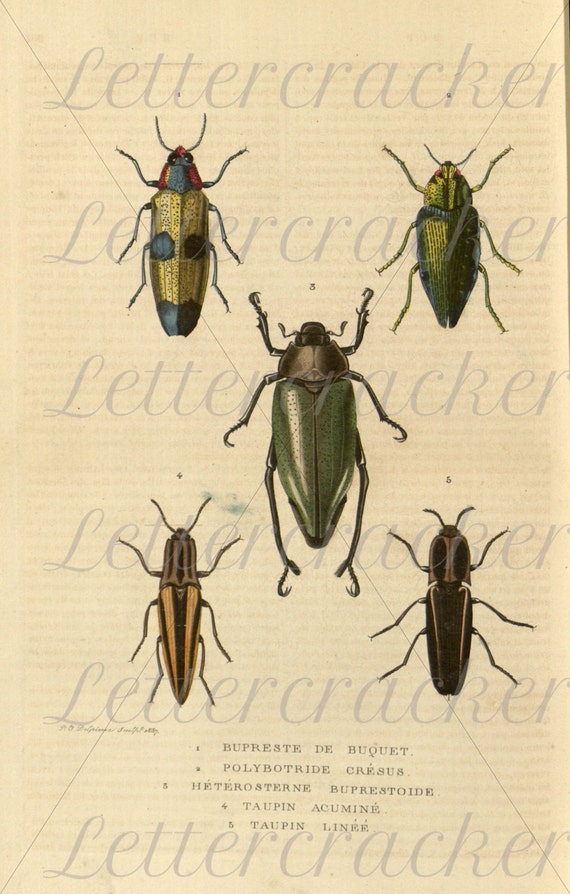 vintage insect clipart - photo #34