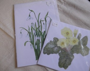 Botanicals in Coloured Pencils Primrose & Snowdrops