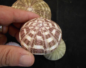 Beautiful Alfonso / Gator Sea Urchin Shell 2" - 2 1/2" size. Great for crafts, airplants and nautical decor