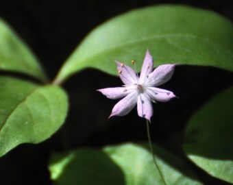 Surely grown by woodland fairies