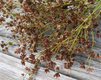 Decorative Grass. Dried Decorative Grass. Floral arrangements, bouquets, dried flowers, dried grass, craft supplies.