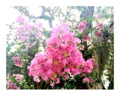 Floral Photo Note Card. Soft Pink Crepe Myrtle. Glossy Photo is Printed on 5 x 7 High Quality White Blank Card. Shabby Chic.