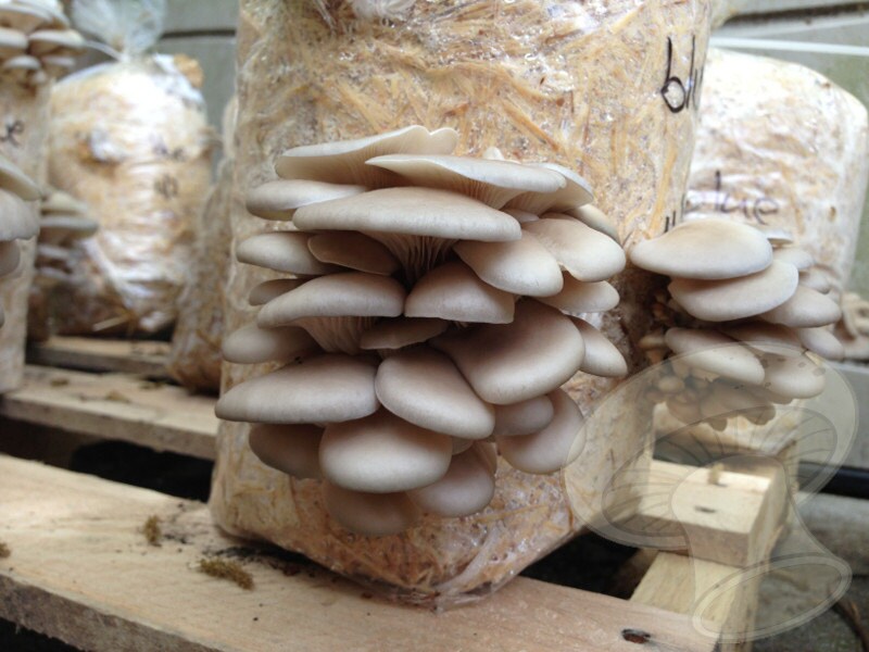 75 Blue Oyster Mushroom Plug spawn