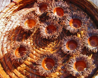 Burr Oak Acorn Caps, Acorn Tops, Craft Supply, Doll House Supply, Fairy House, Nature Art, Mossycup Oak, Quercus Macrocarpa