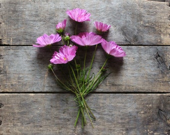 Cosmo Mixture, organic heirloom seeds, from our farm, for the cottage flower garden, spring planting, gardener