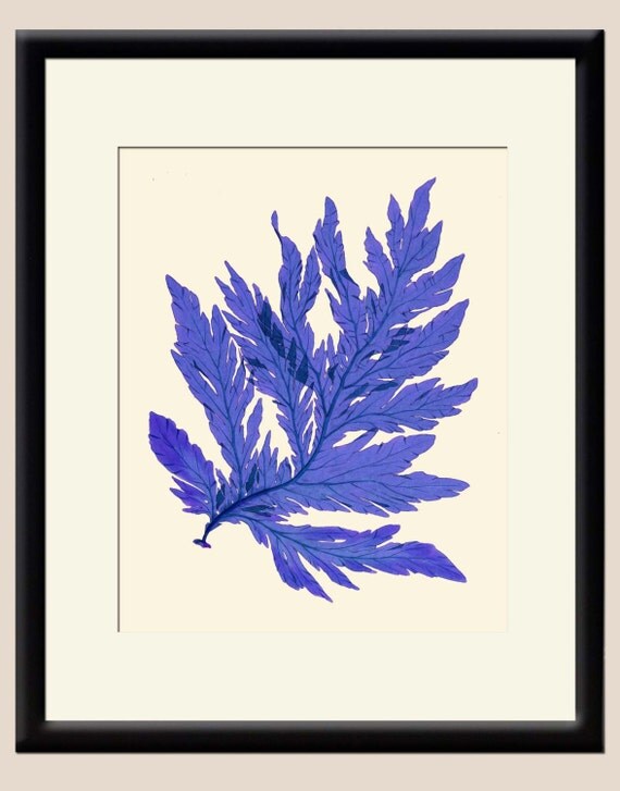 frame inch uk 11x14 Illustration Purple 2 Art Print Nautical Seaweed Wall