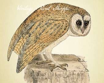 Antique Owl art print Vintage Scientific Illustration reproduction art 5x7 print Owl Art Home Decor Naturalist Natural History beige tone
