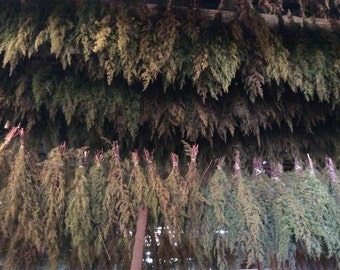 5 bunches of Sweet Annie - dried flowers
