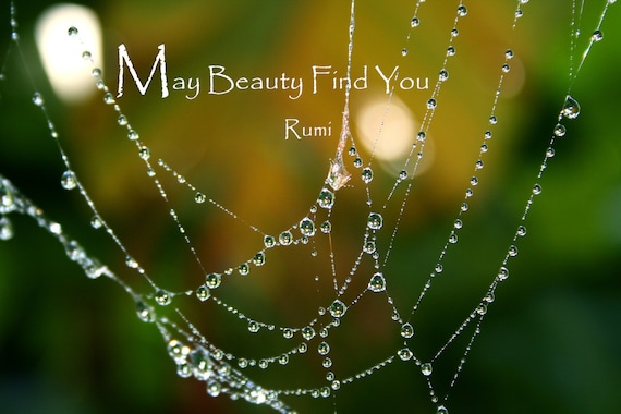 "May Beauty Find You" ~ Rumi quote (5" x 7" photographic greeting card - blank inside/with envelope)